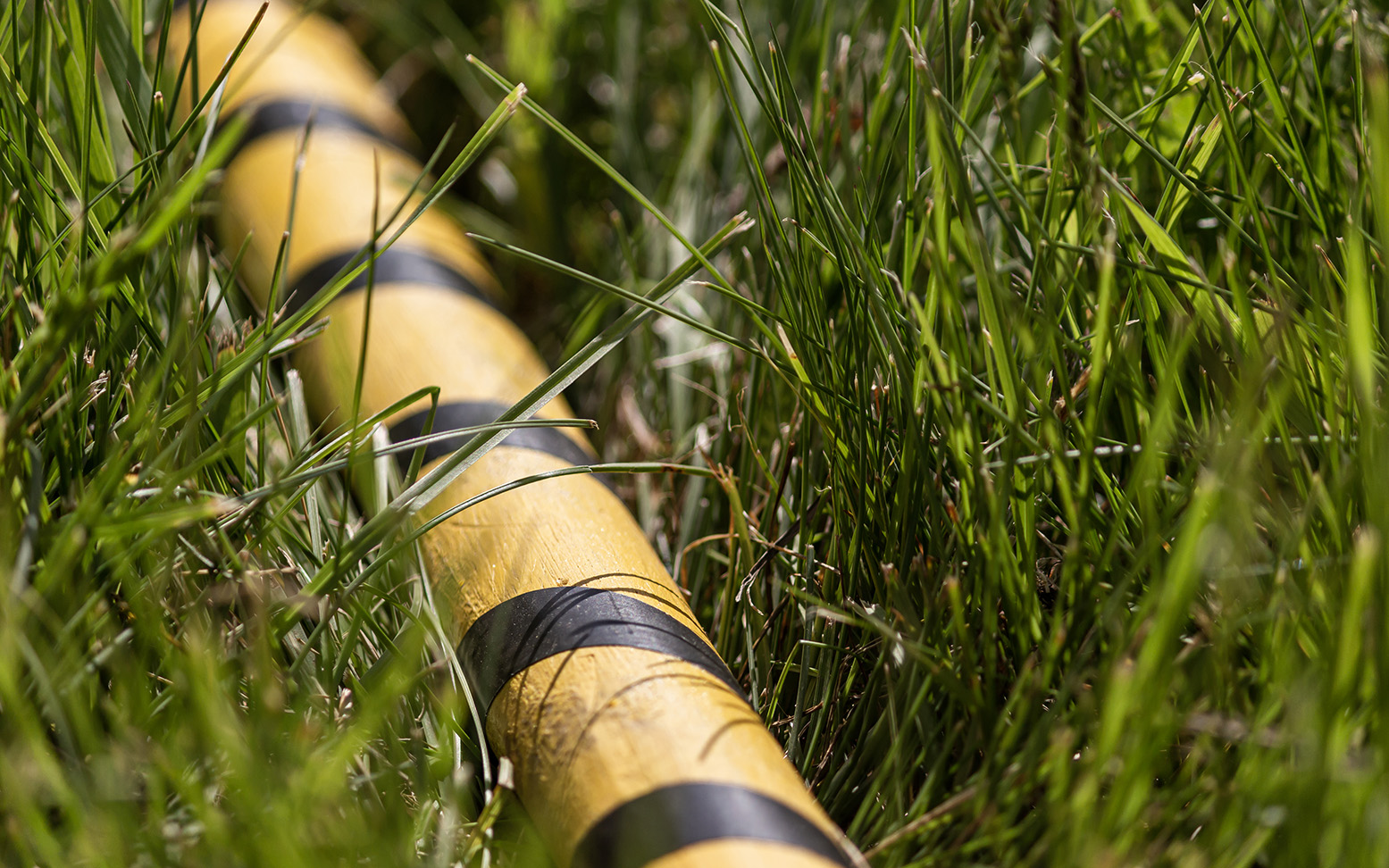 A yellow and black striped marshal stick lays in the tall grass